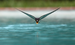 Bird flying water wings spread 5 - a yellow beak free wallpaper