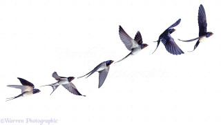 Birds flying formation together in - the air together free wallpaper