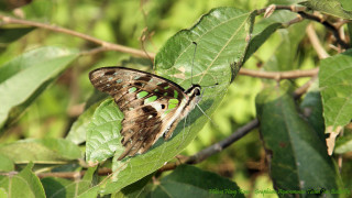 Butterfly leaf tree branch blurry - nature photography free wallpaper