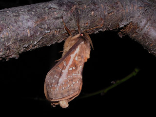 Moth hanging upside down tree - its wing free wallpaper