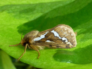 Brown white moth green plant - an illustration of free wallpaper
