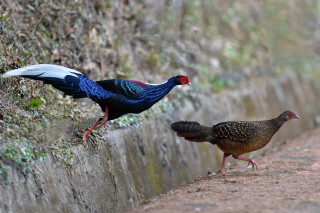 Two birds standing wall road - an zhengwen free wallpaper