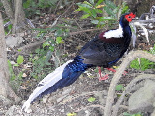 Bird red head white tail - david young cameron free wallpaper