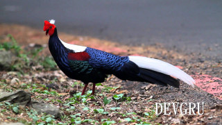 Flemish baroque bird red head - video art free wallpaper