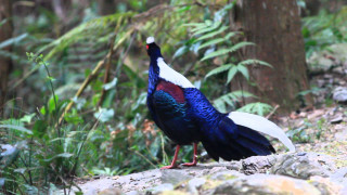 Blue white bird rock woods - nature free wallpaper