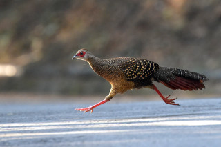 Bird red beak walking wings - clovis trouille free wallpaper