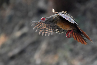 Bird flying wings spread head 2 - domirinic fegallia free wallpaper