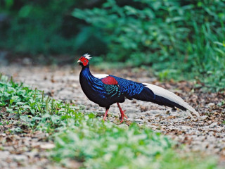Bird red head blue tail - a flemish baroque free wallpaper