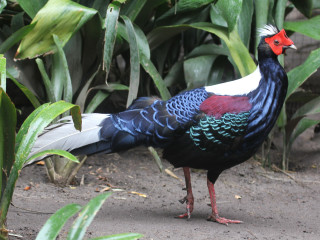 Colorful bird dirt ground garden - male free wallpaper