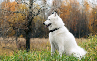 White dog grass field trees 2 - a black collar free wallpaper