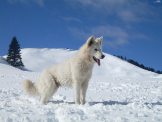White dog snow tongue out 2 - its tongue free wallpaper