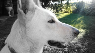 White dog looking distance blurry - candido bido free wallpaper