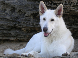 White dog rock cliff tongue - a cliff face free wallpaper