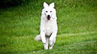 White dog running grassy field - its mouth wide open free wallpaper