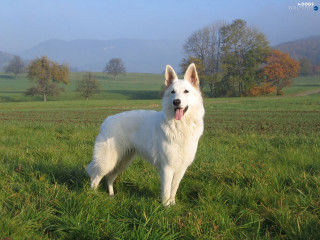 White dog field mountains grass - the foreground free wallpaper