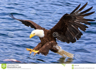 Bald eagle flying water wings 2 - over the water free wallpaper