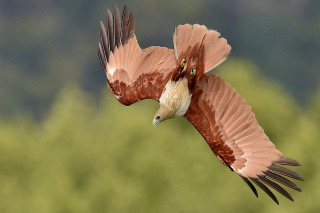 Bird flying blurry background trees - animal free wallpaper