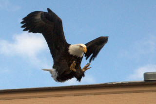 Bald eagle flying wings spread 3 - telephoto free wallpaper