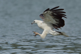 Bird flying water fish mouth 5 - its mouth free wallpaper