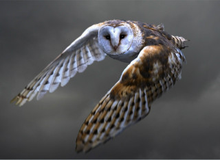Bird flying cloudy sky wings - photorealistic imagery free wallpaper