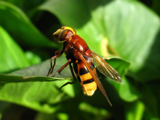 Bee closeup leaf background blurry - free nature wallpaper