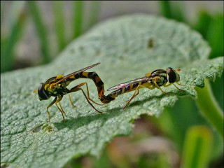 Bees fighting green leaf grass - grass free wallpaper