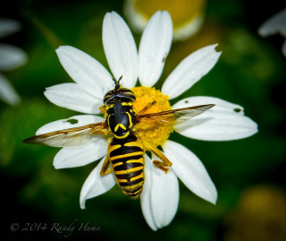 Bee flower black yellow stripe - its back end free wallpaper