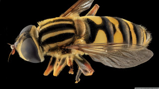 Bee striped black wings macro - black wing free wallpaper