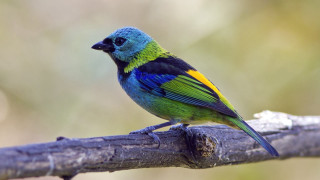 Colorful bird perched tree branch 13 - background of trees free wallpaper