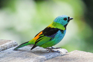 Colorful bird wooden bench outside - vivid free wallpaper
