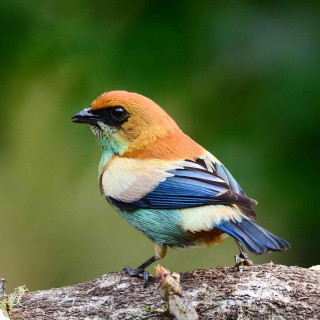 Colorful bird forest branch wildlife - colorful free wallpaper