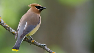 Bird black beak branch yellow - the foreground and a blurry background free wallpaper