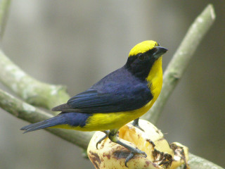 Yellow black bird branch tree - primitivism free wallpaper