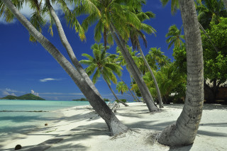 Beach palm trees blue sky 10 - a few person free wallpaper