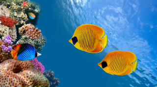 Yellow fish coral reef sponge 2 - aquirax uno free wallpaper for desktop