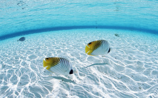 Two fish swimming shallow pool 2 - surrealism free wallpaper