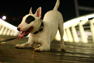 Dog walking wooden deck leash - heroic free wallpaper
