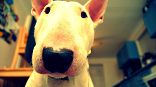 Dog closeup blurry background kitchen - facial free wallpaper