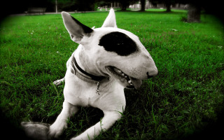Dog laying grass mouth open 3 - billie waters free wallpaper