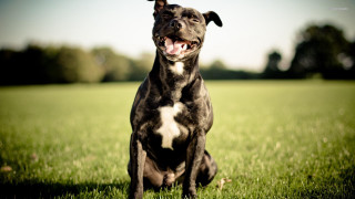Black white dog sitting grass 3 - his tongue free wallpaper