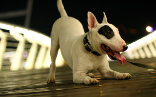 White dog black spots leash - heroic free wallpaper