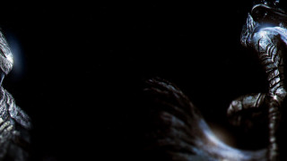 Black background bird light head - body free wallpaper