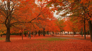 Park trees leaves bench nature 2 - a park free wallpaper