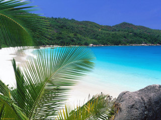 Beach palm tree blue ocean 8 - a blue ocean in the background free wallpaper