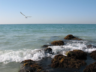 Bird flying ocean rocks wave - overhead free wallpaper