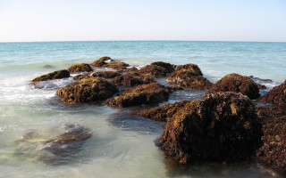 Rocks water beach shoreline ocean - anne rigney free wallpaper