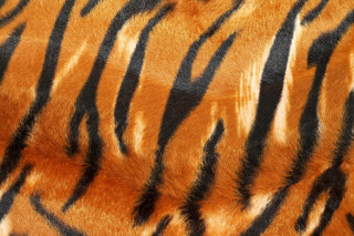 Tiger fur pattern black stripes - black stripe free wallpaper