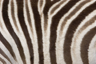 Zebra closeup stripes skin pattern - op art free wallpaper