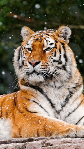 Tiger laying snow eyes closed - andrew law free wallpaper