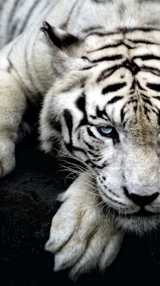 White tiger blurry blue eyes - free animals wallpaper